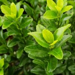 Green Spire Euonymus, a popular choice for compact and low hedges