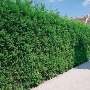 Emerald Green Arborvitae (Thuja occidentalis 'Smaragd) | InstantHedge