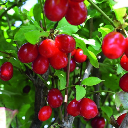 Cornelian Cherry Dogwood | Cornus Mas | InstantHedge