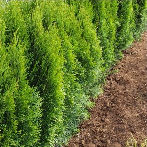 Green Giant Arborvitae (Thuja x. ‘Green Giant’) | InstantHedge