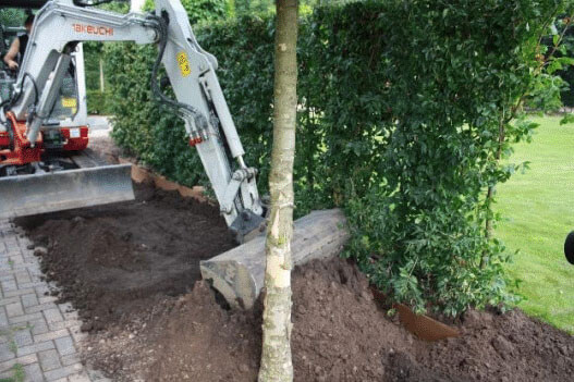 Planting hedges