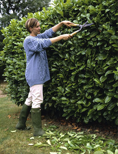 how to trim hedges