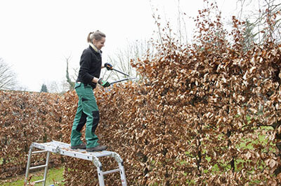 Best way to cut hedges