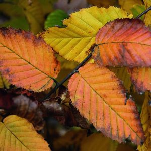 European Hornbeam (Carpinus betulus) Hedges | InstantHedge