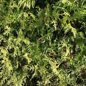 American Arborvitae (Thuja Occidentalis) - Instanthedge