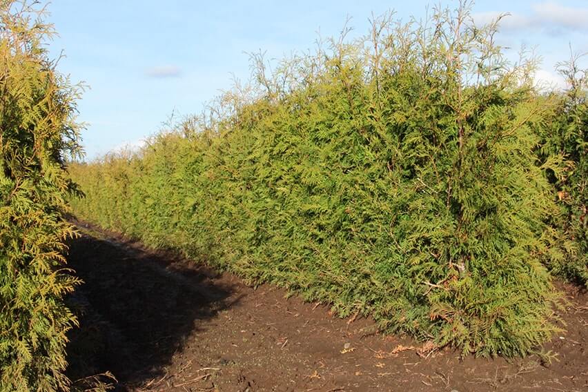 American Arborvitae (Thuja Occidentalis) - Instanthedge