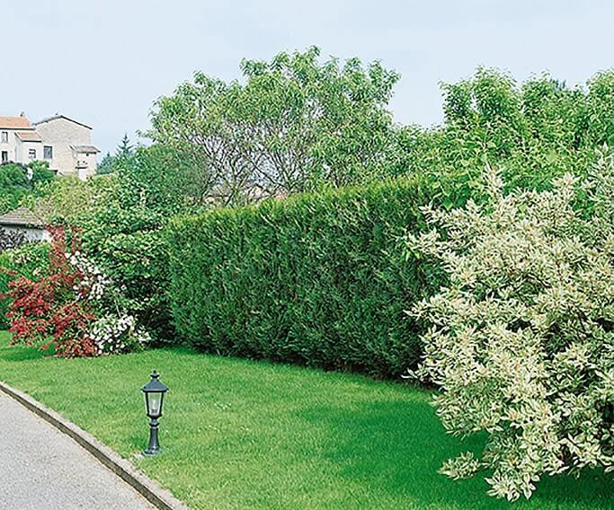 Western Red Cedar Hedge in Suburban Park Driveway Estate