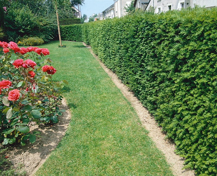 Hicks Yew Hedges (Shrub) | Taxus x media 'Hicksii'- InstantHedge