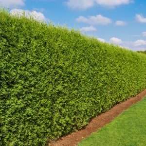 Best Privacy Hedges | Evergreens for Privacy | InstantHedge Blog