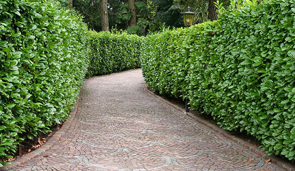 Fast Growing Hedges For Privacy Instanthedge Blog