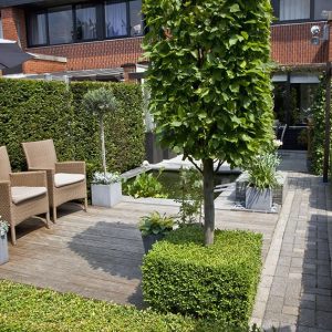 27796-Buxus-boxwood-Taxus-yew-hedge-urban-garden