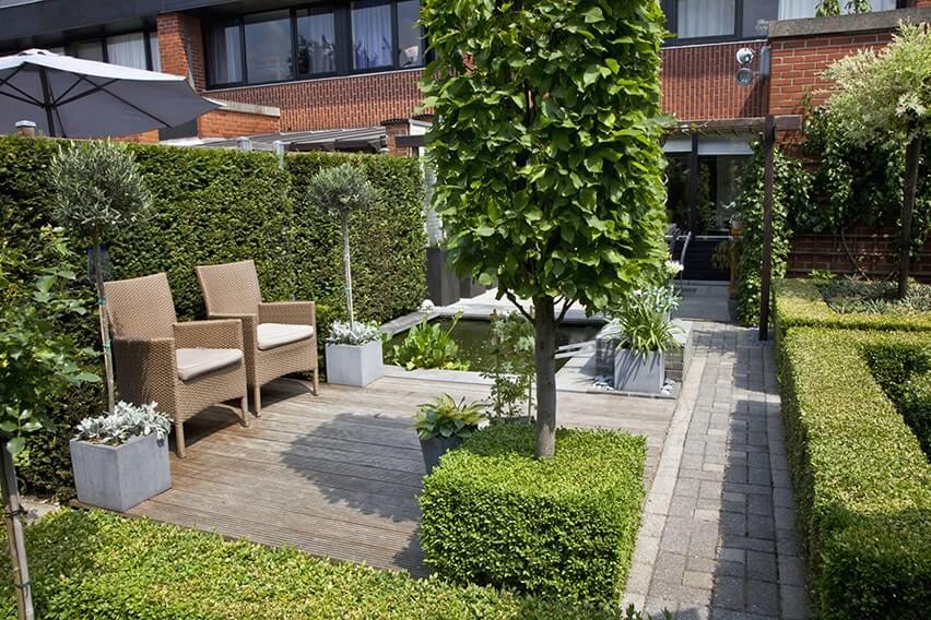 27796-Buxus-boxwood-Taxus-yew-hedge-urban-garden