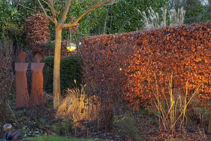 29878-Fagus-beech-hedge-modern-fall-color-lights