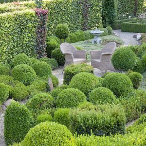 Fagus Sylvatica Atropurpurea (Purple Beech) Hedges