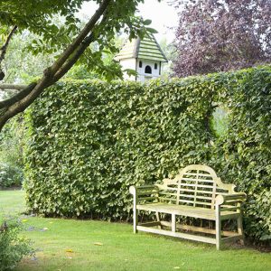 Best Screening Plants | Hedges for Screening | InstantHedge Blog