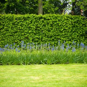 Fagus sylvatica | European Beech Hedge | InstantHedge