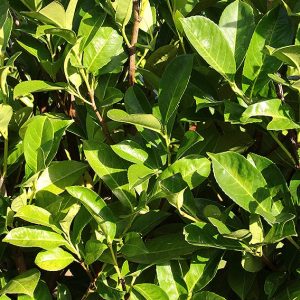 English Laurel (Prunus Laurocerasus) - InstantHedge