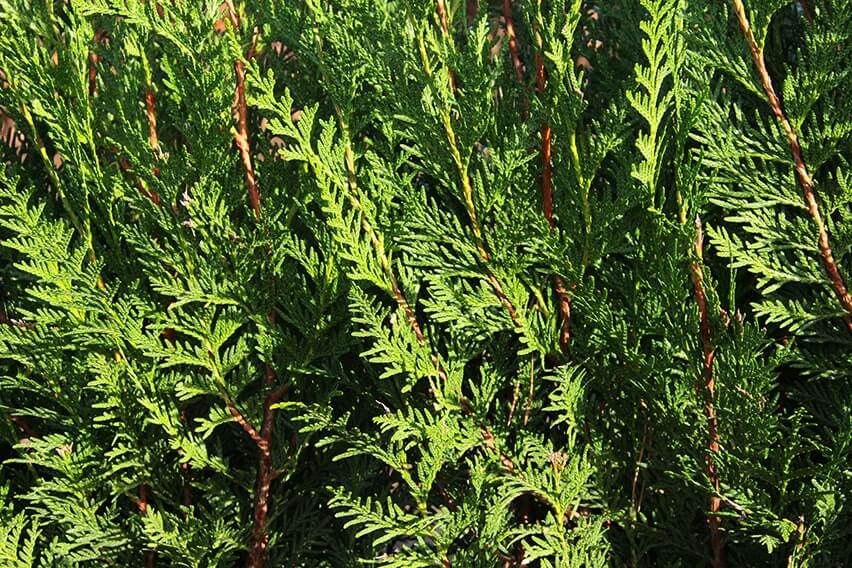 Western Red Cedar Hedges for Instant Privacy