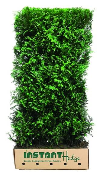 https://www.instanthedge.com/wp-content/uploads/2019/02/7089-Thuja-plicata-Virescens-Western-red-cedar-InstantHedge-unit-cardboard-for-planting.jpg