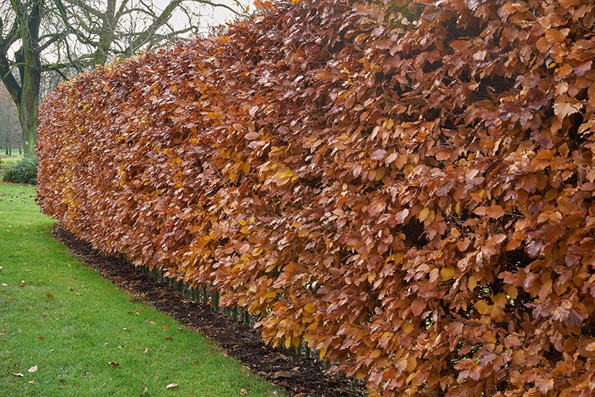 25 Copper beech Hedging Fagus Slyvatica 40//60 2 foot