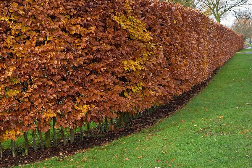 25 Copper beech Hedging Fagus Slyvatica 40//60 2 foot