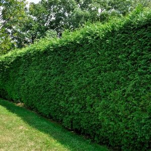 American Arborvitae (Thuja Occidentalis) - Instanthedge