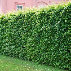 European Hornbeam (Carpinus betulus) Hedges | InstantHedge