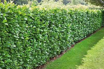 fast growing evergreen shrubs for privacy