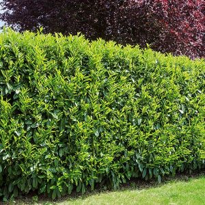 Portuguese Cherry Laurel (Prunus lusitanica) Hedges For Sale