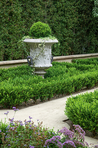 Green Mountain Boxwood | Buxus x Green Mountain | Boxwood Hedge