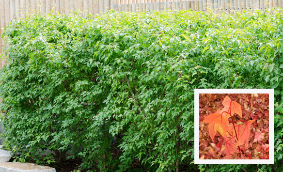 fast growing evergreen shrubs for privacy