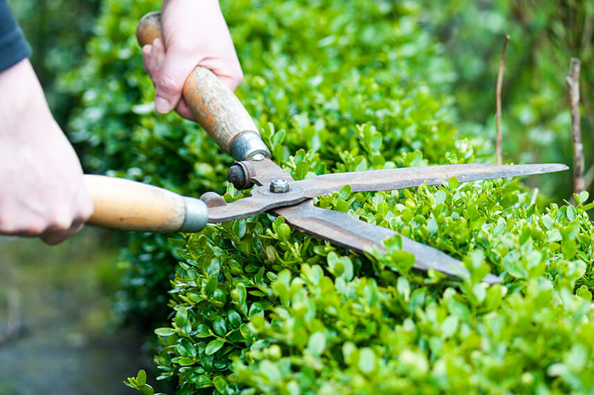 197566523 Buxus-maintenance-pruning-shearing