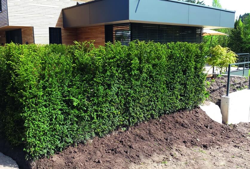 00000004-Taxus-installation-faq-planting