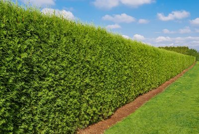 Buy Deer Resistant Hedges | Evergreen Deer Resistant Shrubs