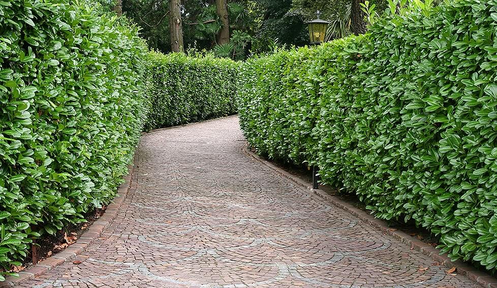 Unique Tall Hedges For Privacy for Simple Design