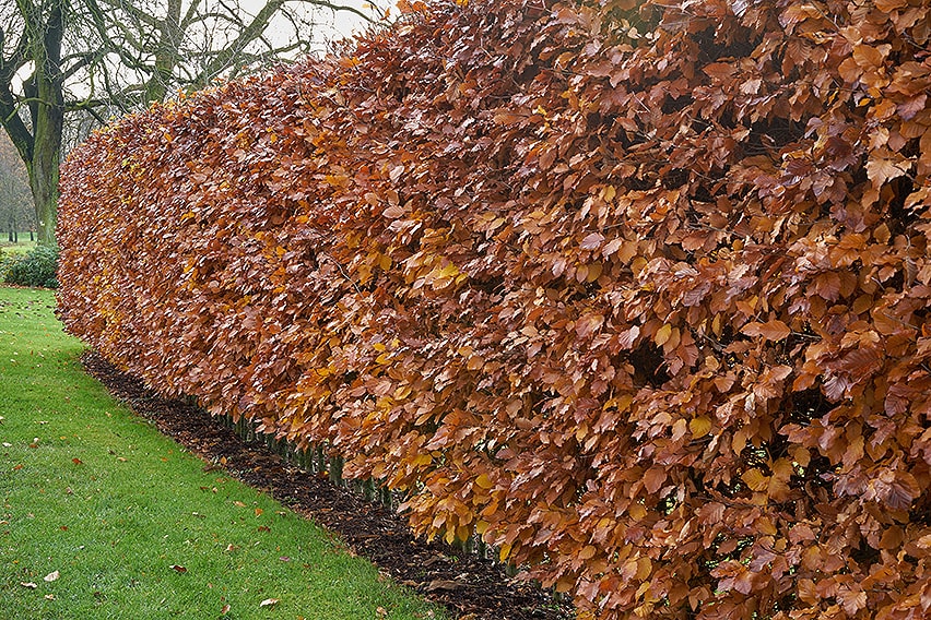 762386500-Fagus-winter-foliage-suburban-commercial-country