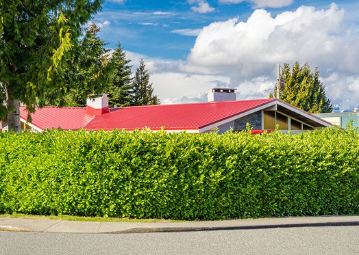 Evergreen Hedge Color