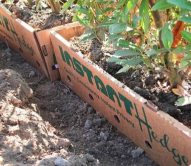 InstantHedge unit planting biodegradable cardboard box no waste