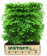 615287-Fagus-sylvatica-beech-staging-harvested-3-4-foot-InstantHedge-biodegradable-cardboard-box-ready-ship