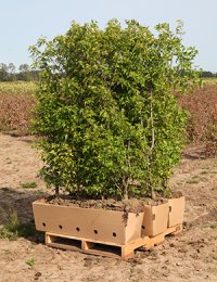 Acer ginnala FLame harvested