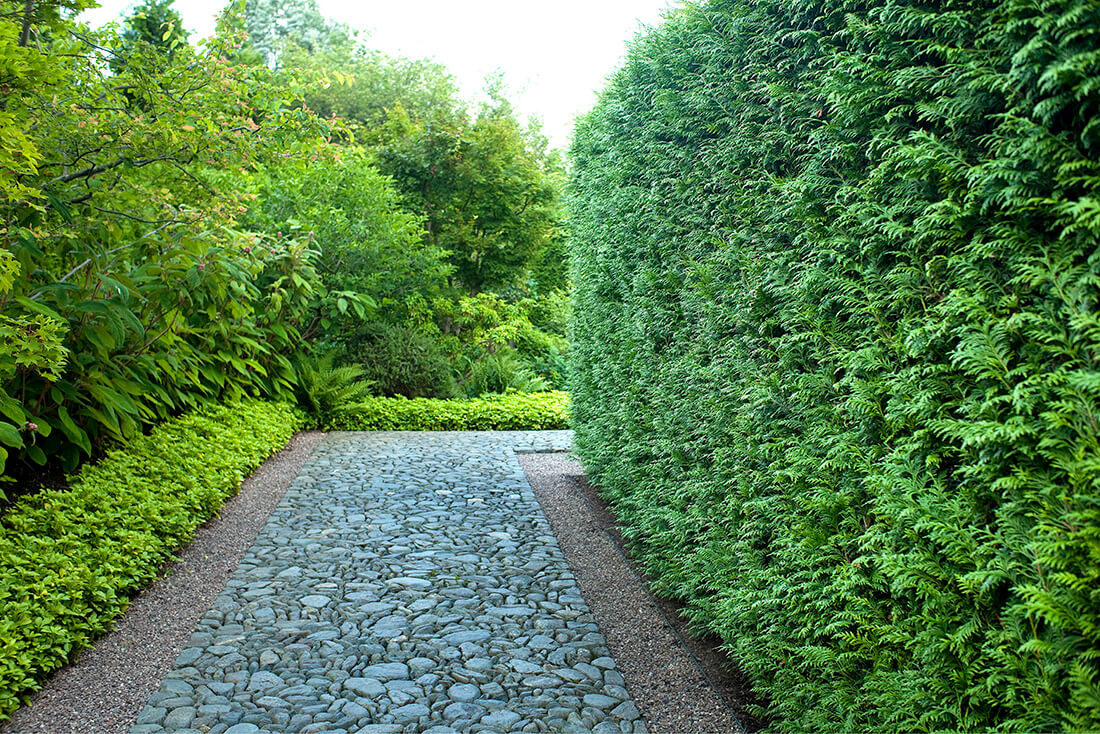 Hedges Shrubs For Shade Hedges That Grow In Shade