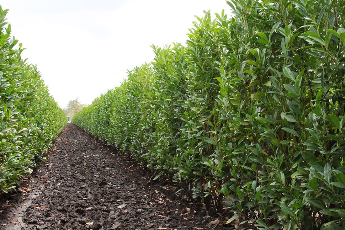 hedges for shade. Skip laurel is one of the best shrubs for shade. 