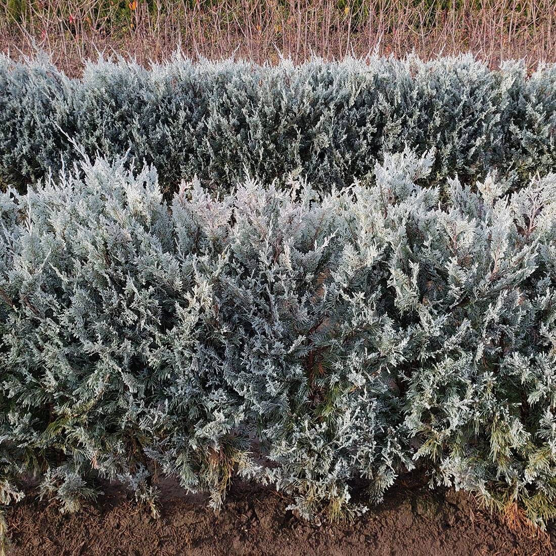 Wichita Blue rocky mountain juniper hedge evergreen cold hardy