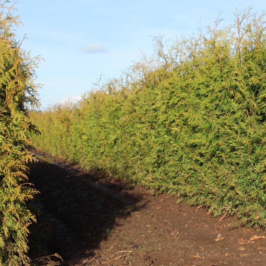 Thuja occidentalis American Arborvitae hedge cold hardy evergreen