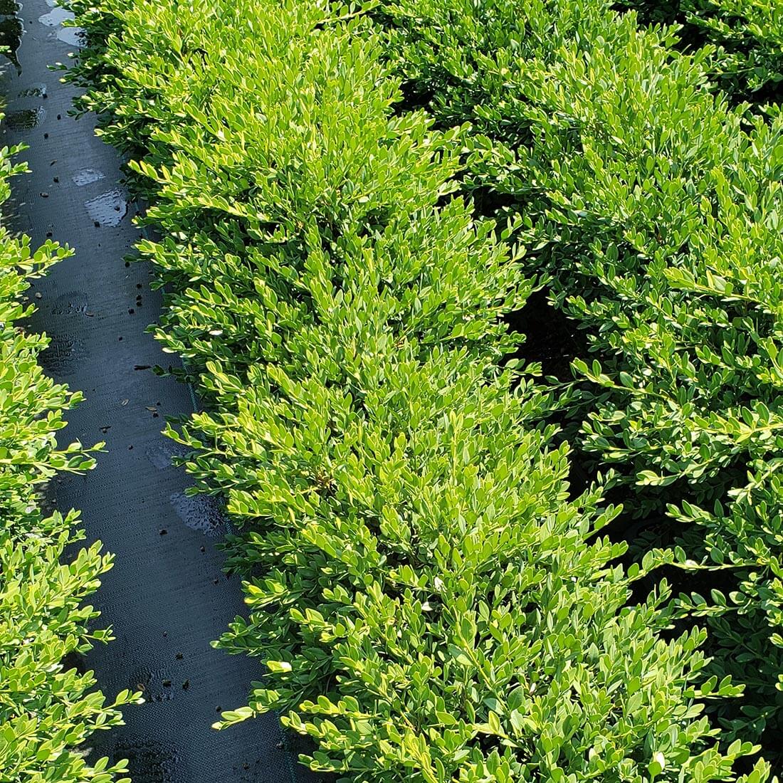 Buxus Green Mountain Boxwood hedge cold hardy evergreen deer