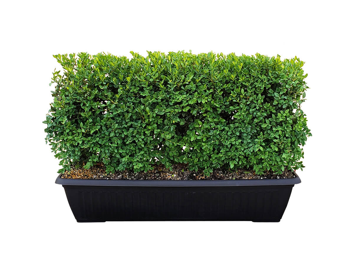 18 inch boxwood hedge in container