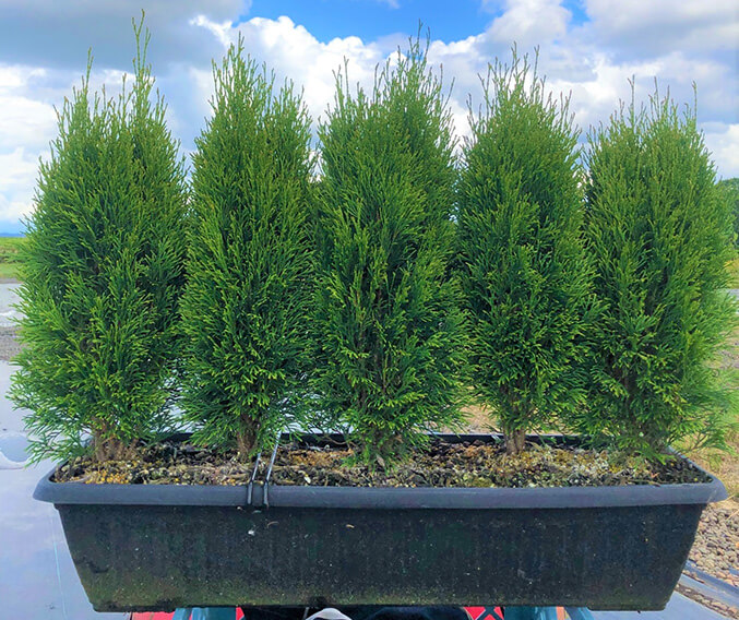 Thuja occidentalis 'Little Simon' - InstantHedge - Privacy Hedges for ...