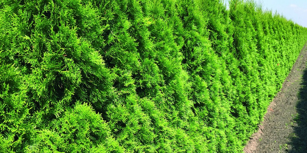 Buy Best Garden Hedges Already Grown at InstantHedge Oregon.