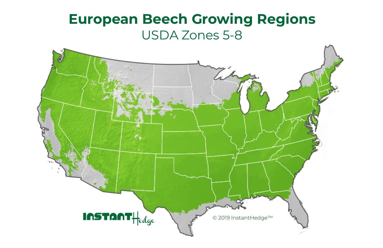 European Beech zone map prunus laurocerasus Schipkaensis: Cherry laurel growing region. Buy Skip laurel for Sale