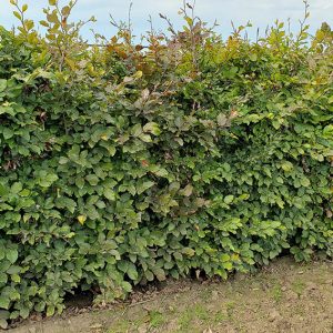 Mixed Beech (Fagus sylvatica) Hedges | Mixed Hedge